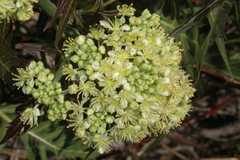 Megacarpaea polyandra